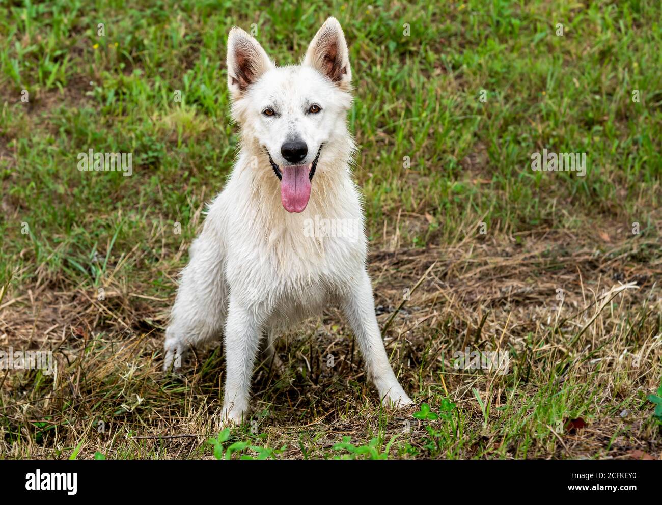 White Swiss Shepherd Dog all'aperto sul campo. Foto Stock