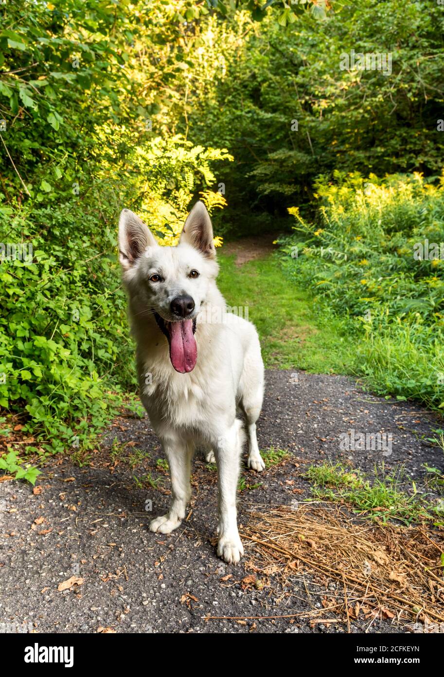 Bianco cane Pastore svizzero in piedi nel parco. Foto Stock