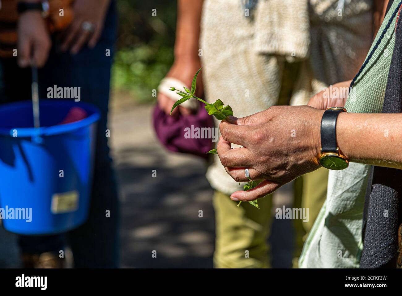Workshop su foraggio e cucina con erbe selvatiche a Grevenbroich, Germania Foto Stock