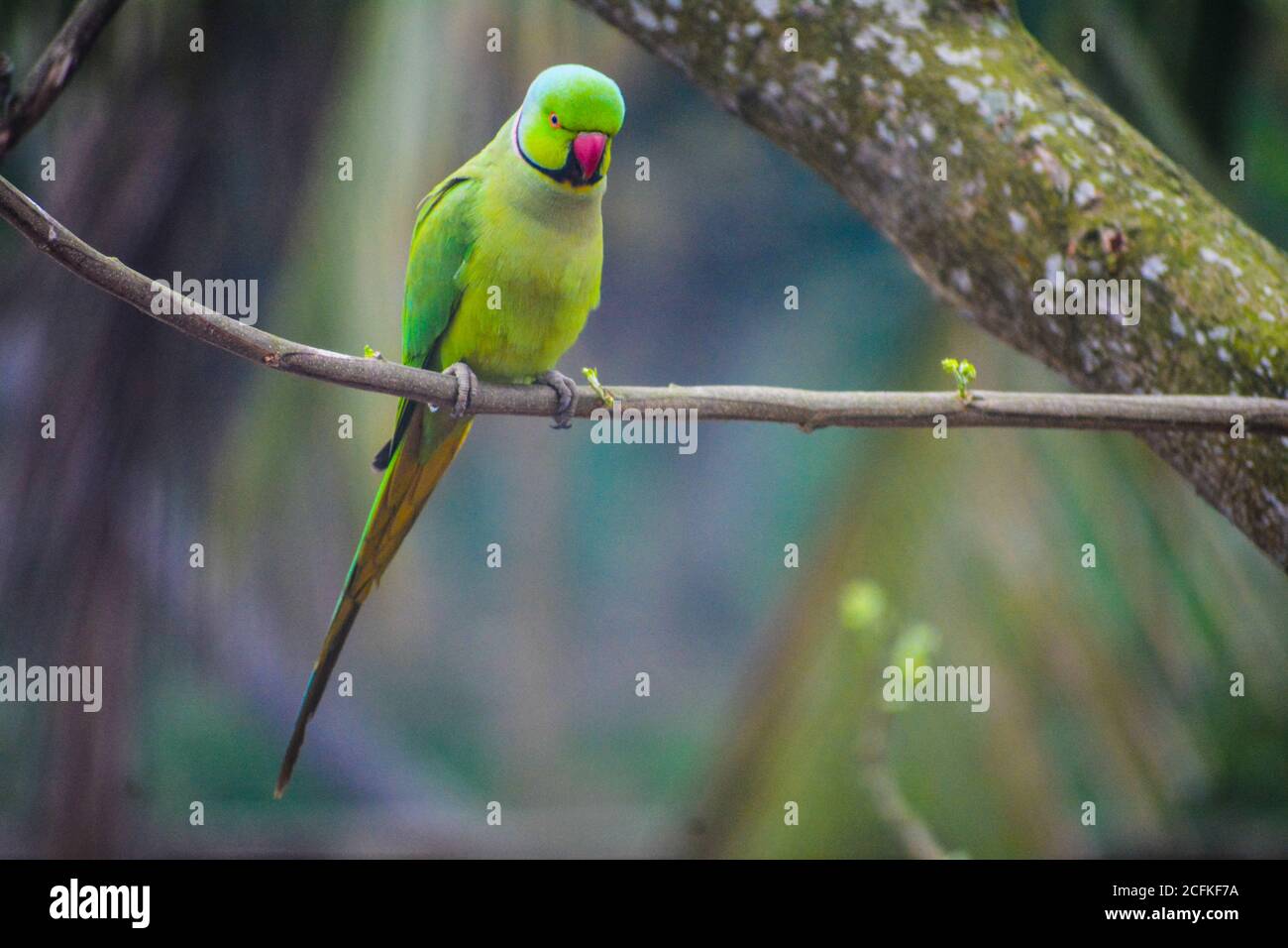 Pappagallo verde Foto Stock