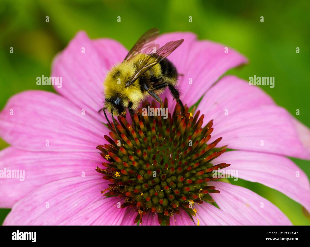 Un bumblebee su un fiore di echinacea. Foto Stock