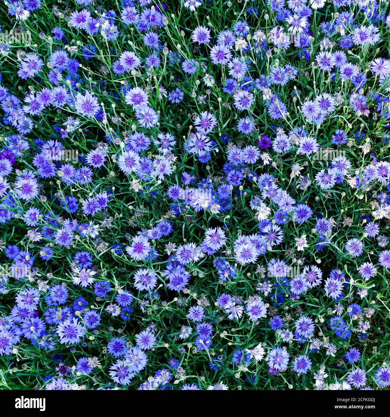 vista dall'alto su molti fiori di mais in fiore nel giardino Foto Stock