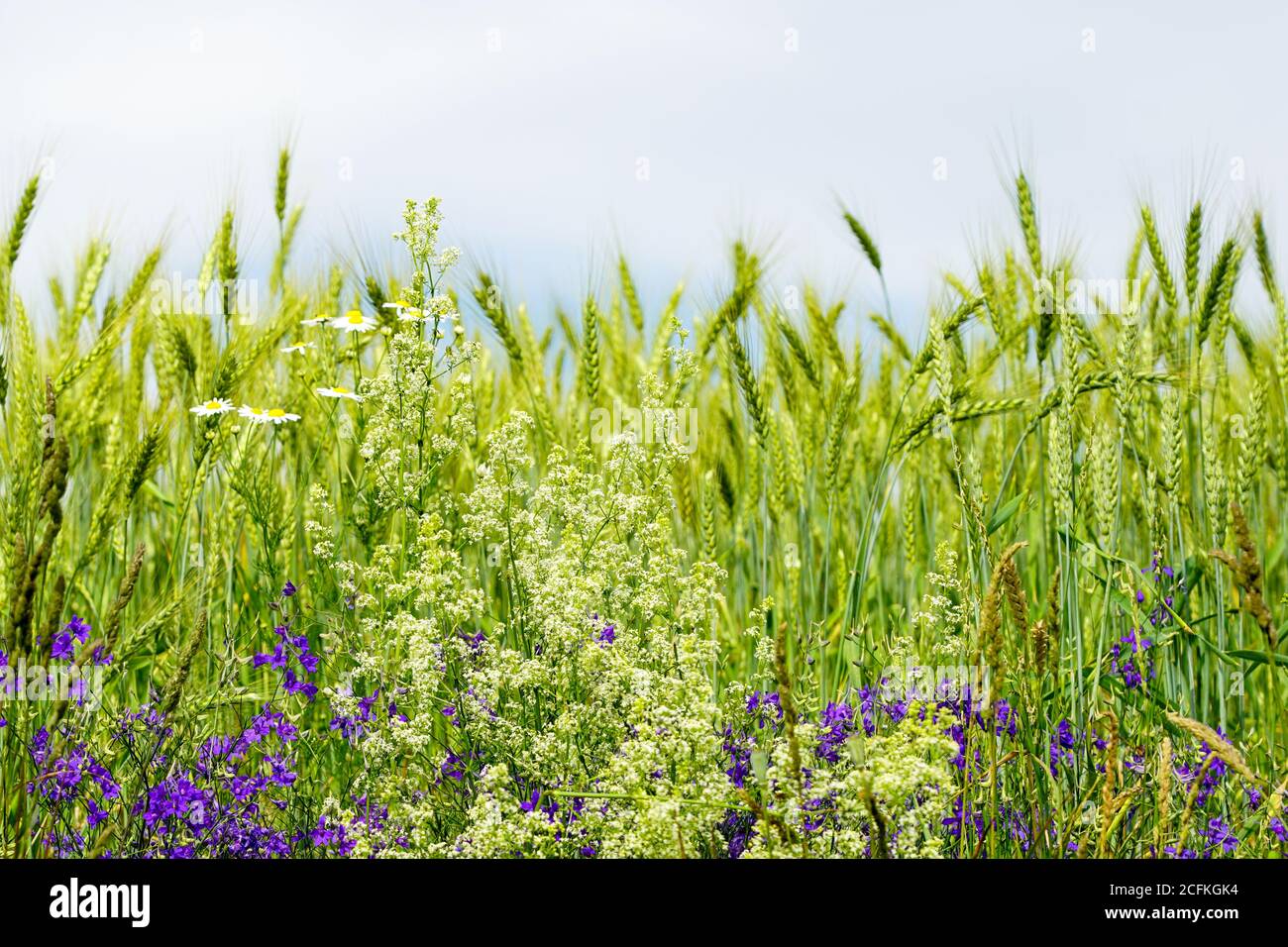 vista sul prato con orecchie di segale e varie fioritura fiori di campagna Foto Stock