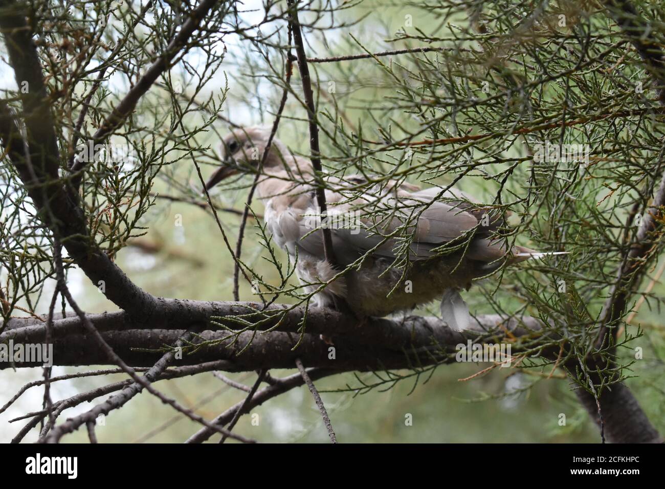 Tortora, dove Grey Foto Stock