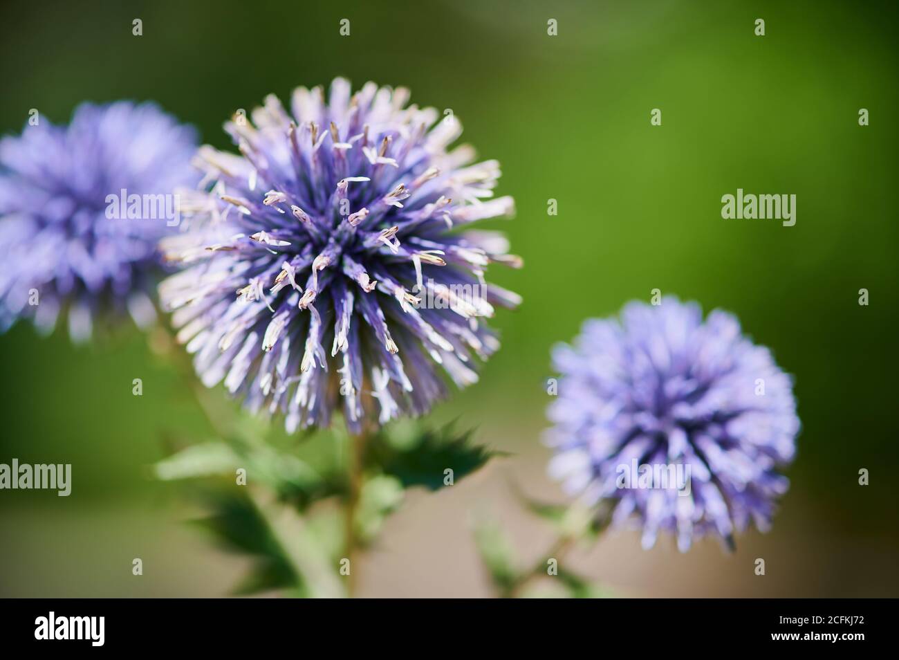 fiori violetti di una pianta di cardo su sfondo verde offuscato Foto Stock