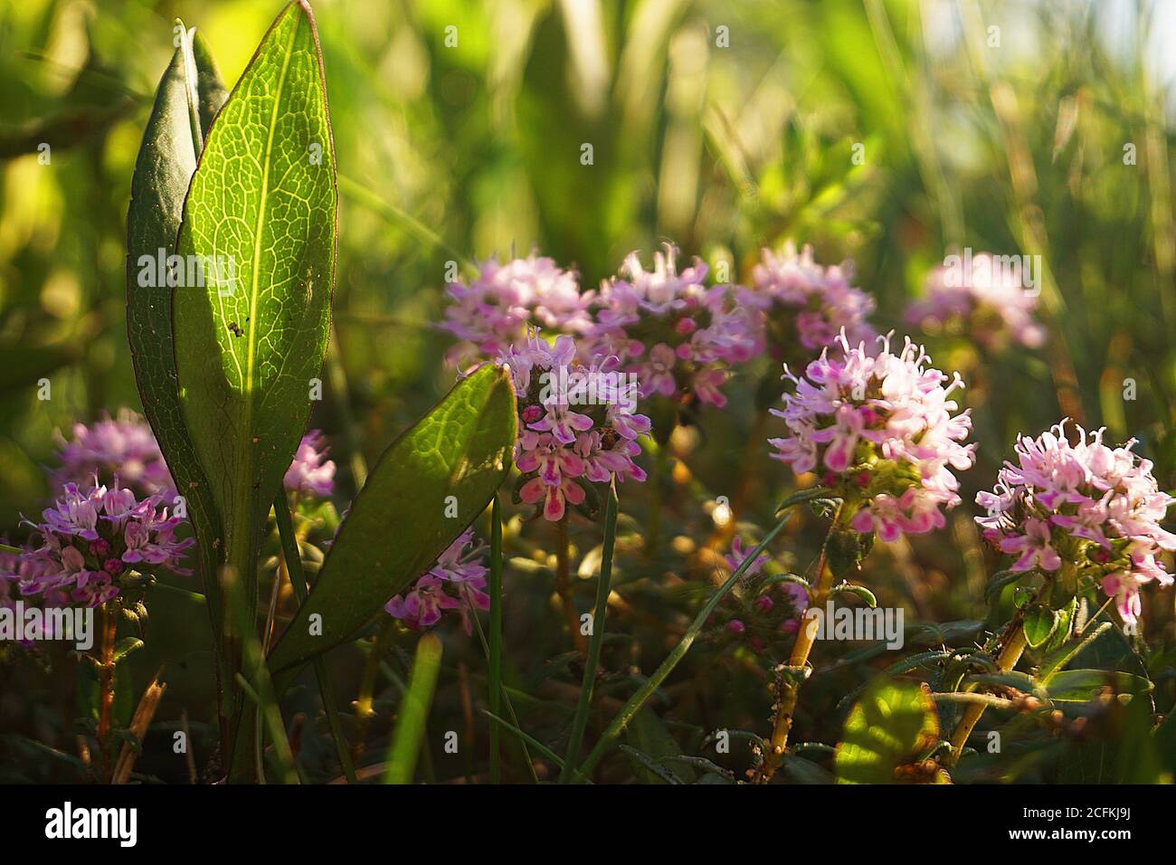 Breckland Wild Thyme Foto Stock