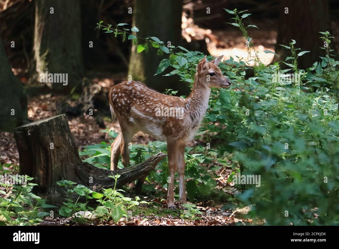 Capriolo fawn nella foresta. Carino piccolo Bambi nel bosco. Foto Stock