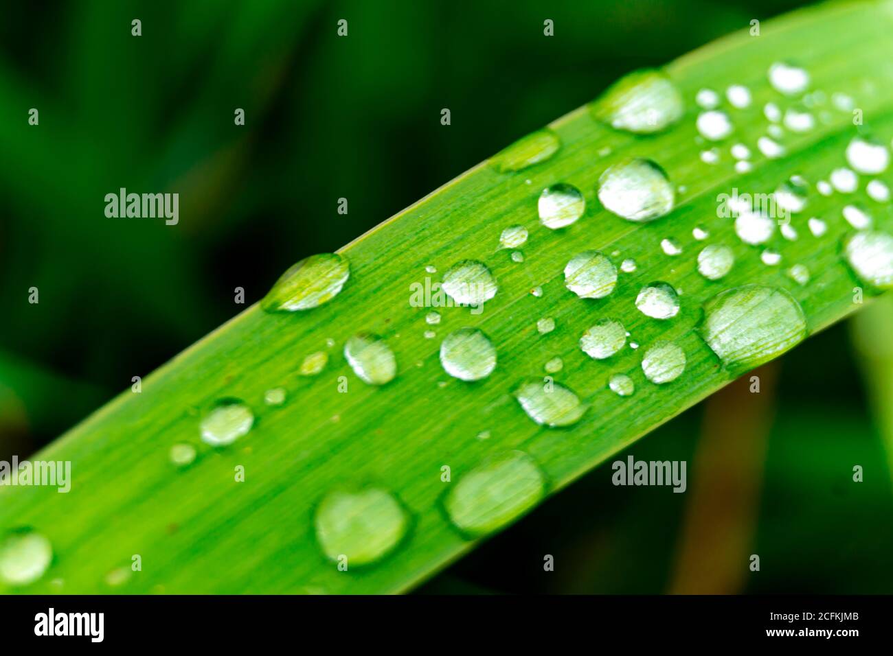 Gocce d'acqua sull'erba Foto Stock