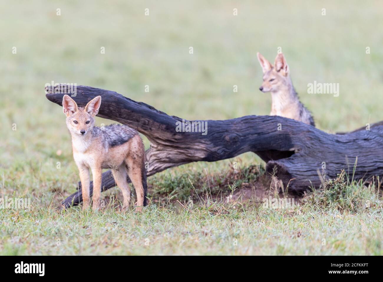 Jackal nero-backed (Canis mesomelas) in Kenya, Africa Foto Stock