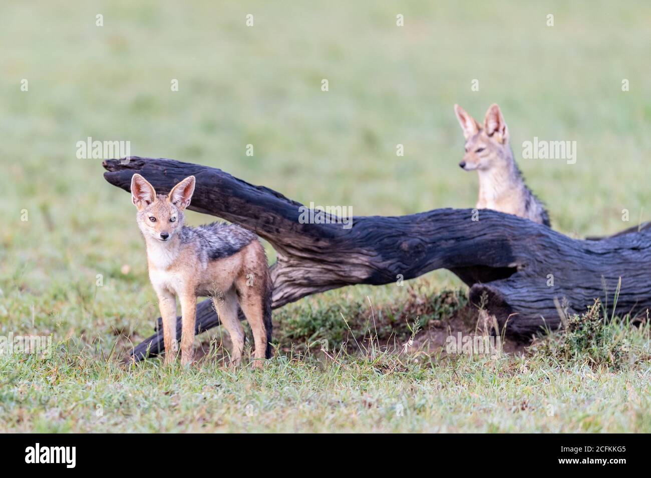 Jackal nero-backed (Canis mesomelas) in Kenya, Africa Foto Stock