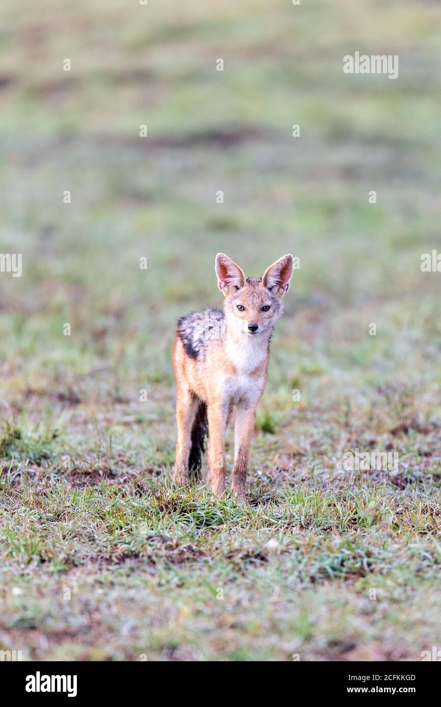 Jackal nero-backed (Canis mesomelas) in Kenya, Africa Foto Stock