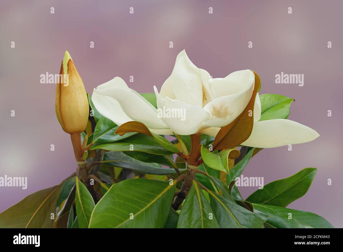 Molla. Bel fiore bianco di magnolia (Magnolia grandiflora) con germoglio e foglie verdi Foto Stock