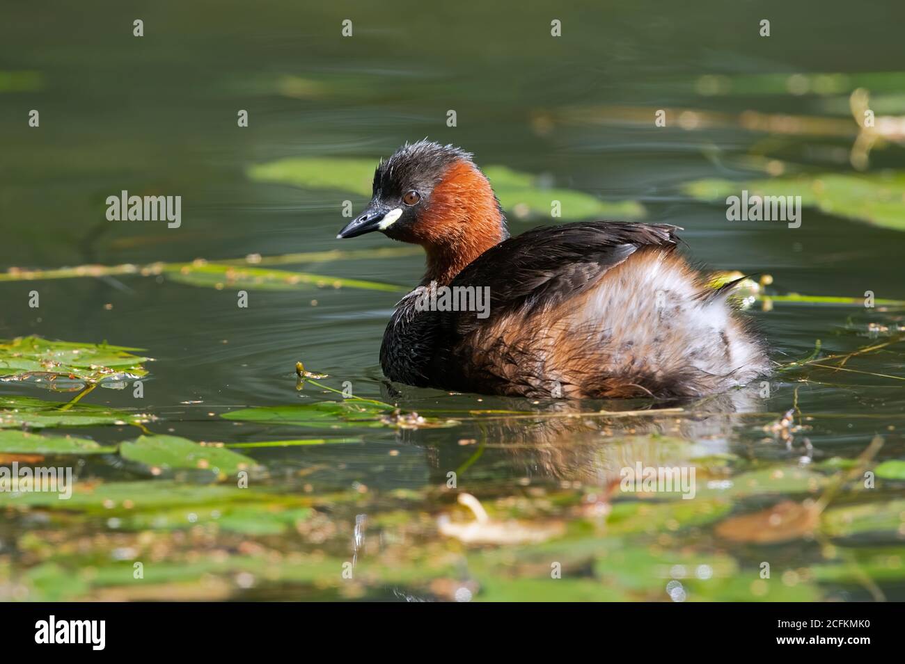 Piccolo gressere (Tachybaptus ruficollis) in un canale disusato denso di vegetazione Foto Stock