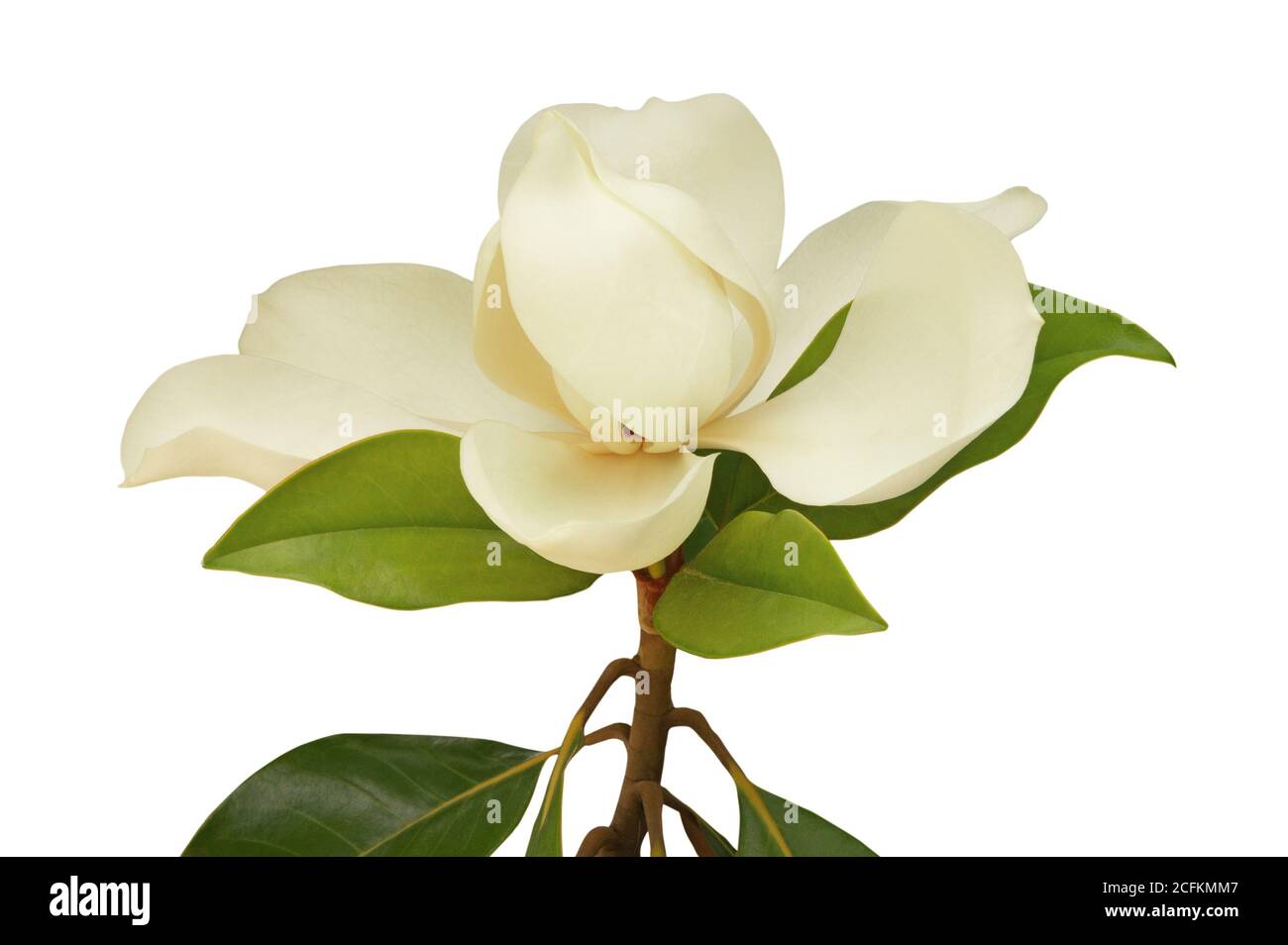 Uno splendido fiore di Magnolia grandiflora su sfondo bianco Foto Stock