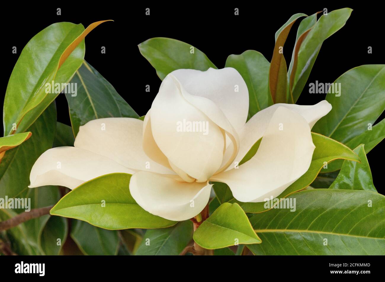 Uno splendido fiore di Magnolia grandiflora su sfondo nero Foto Stock