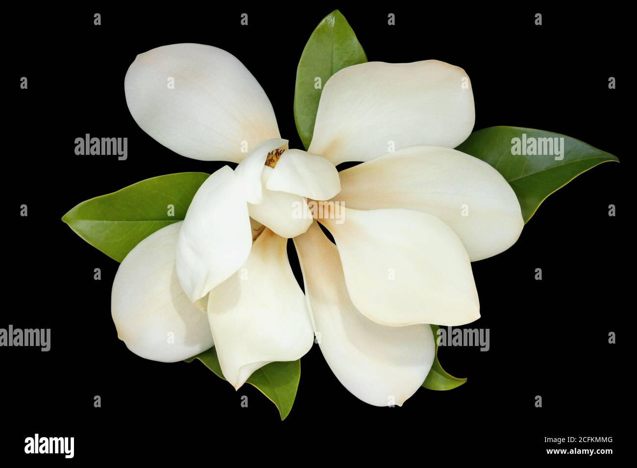 Un fiore di magnolia ( Magnolia grandiflora ) su sfondo nero Foto Stock