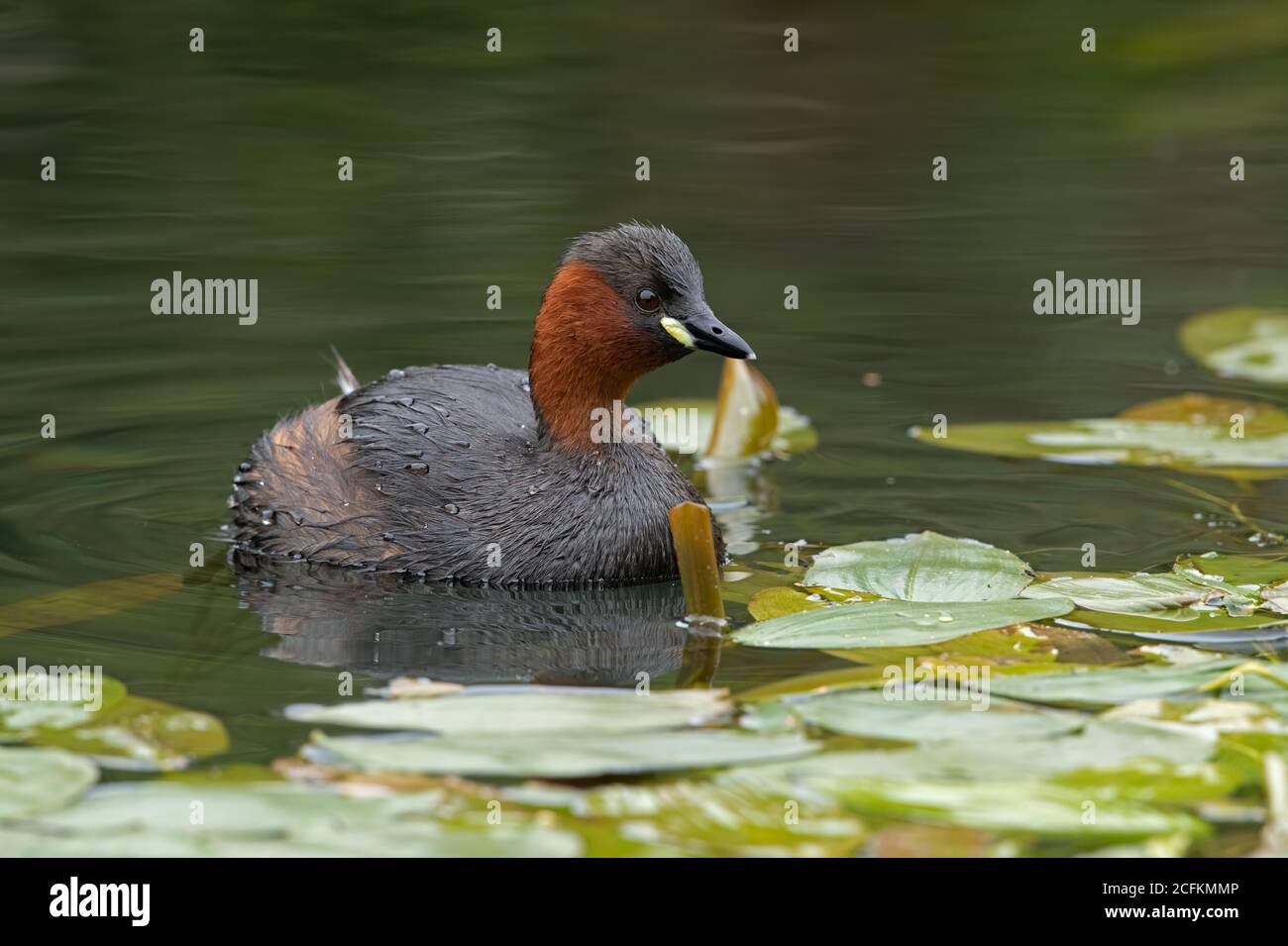 Piccolo gressere (Tachybaptus ruficollis) in un canale disusato denso di vegetazione Foto Stock
