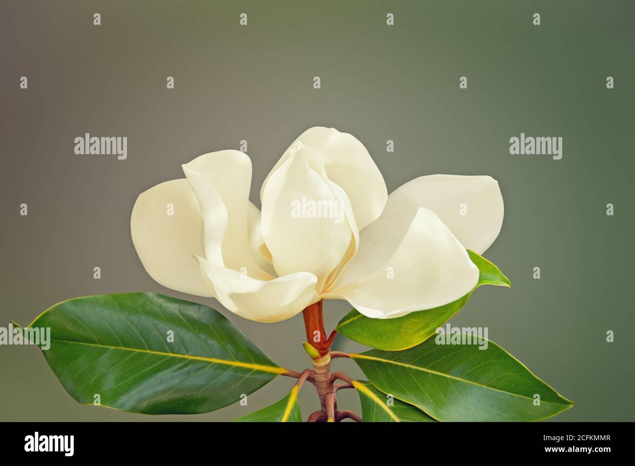 Uno splendido fiore di Magnolia grandiflora. Spazio libero per il testo Foto Stock