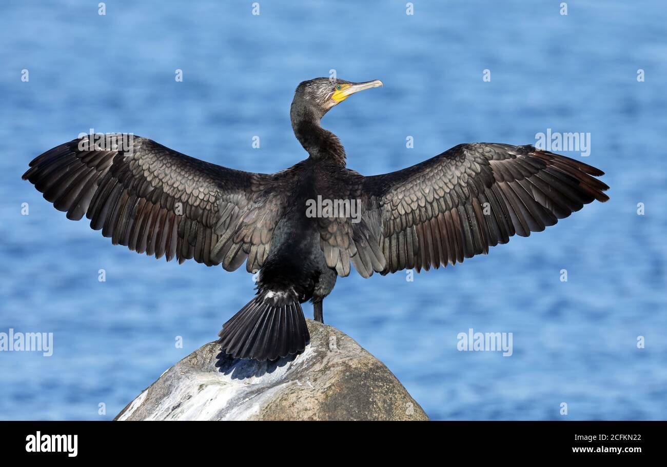 Grande cormorano, in piedi sulla riva con ali sollevate Foto Stock