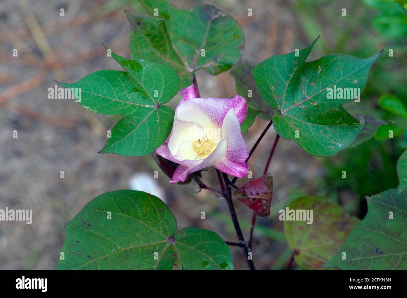 Bordeaux Heirloom cotone fiore rosa e giallo fiore verde foglie Foto Stock
