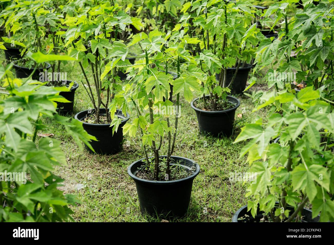 baby papaya nascituro in vaso di plastica per erba giardino Foto Stock