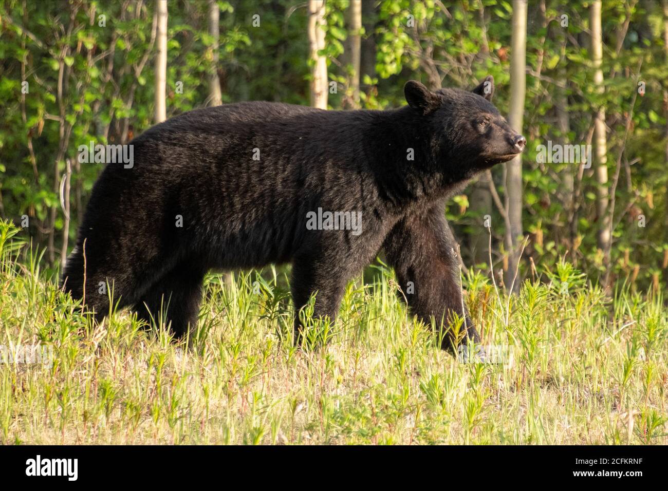 Black Bear visto lungo l'Alaska Highway a Yukon, Canada. Foto Stock
