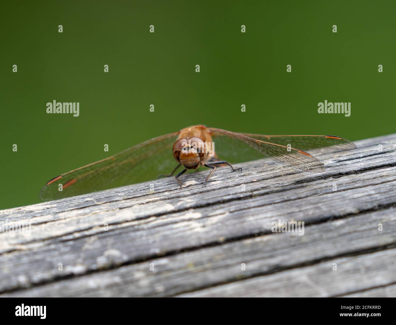 Darter Dragonfly Comune, Symetrum Strriolatum Foto Stock
