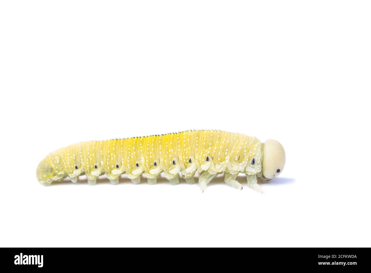 Caterpillar di Birch Sawfly isolato su bianco Foto Stock