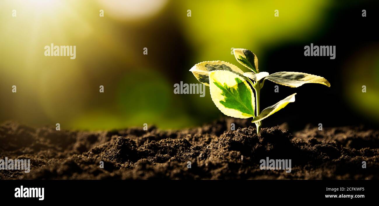 Ambiente ecologico e sostenibile. Pianta crescente. Foto Stock