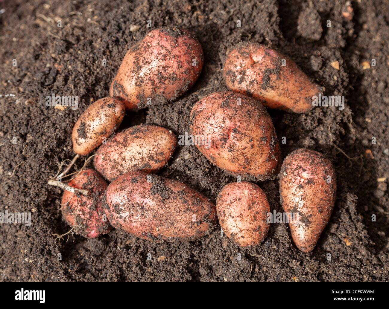 Primo piano di patate coltivate in casa appena scavato e coperto nel suolo. Foto Stock