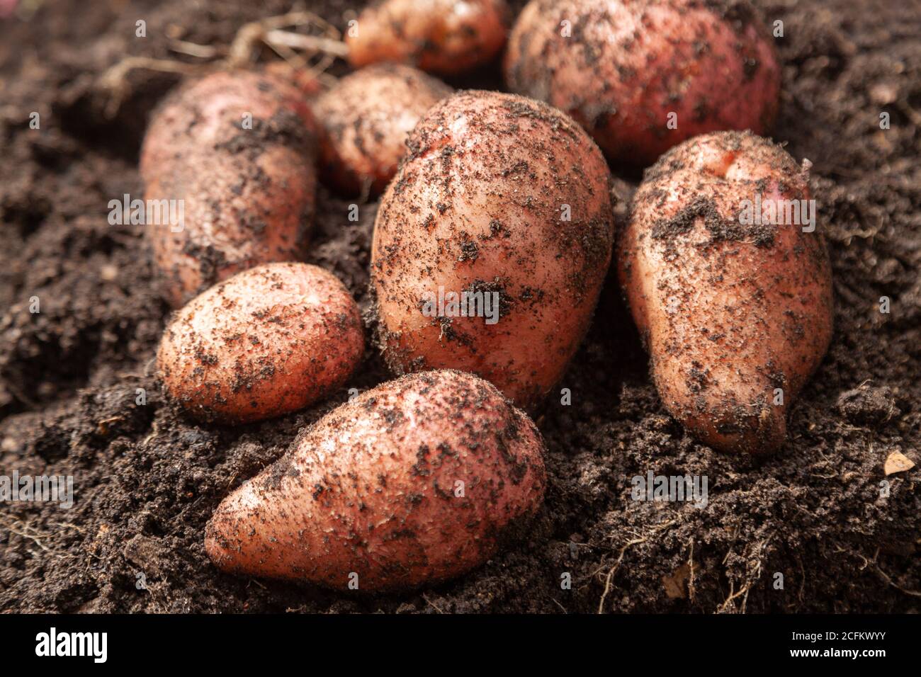 Primo piano di patate coltivate in casa appena scavato e coperto nel suolo. Foto Stock