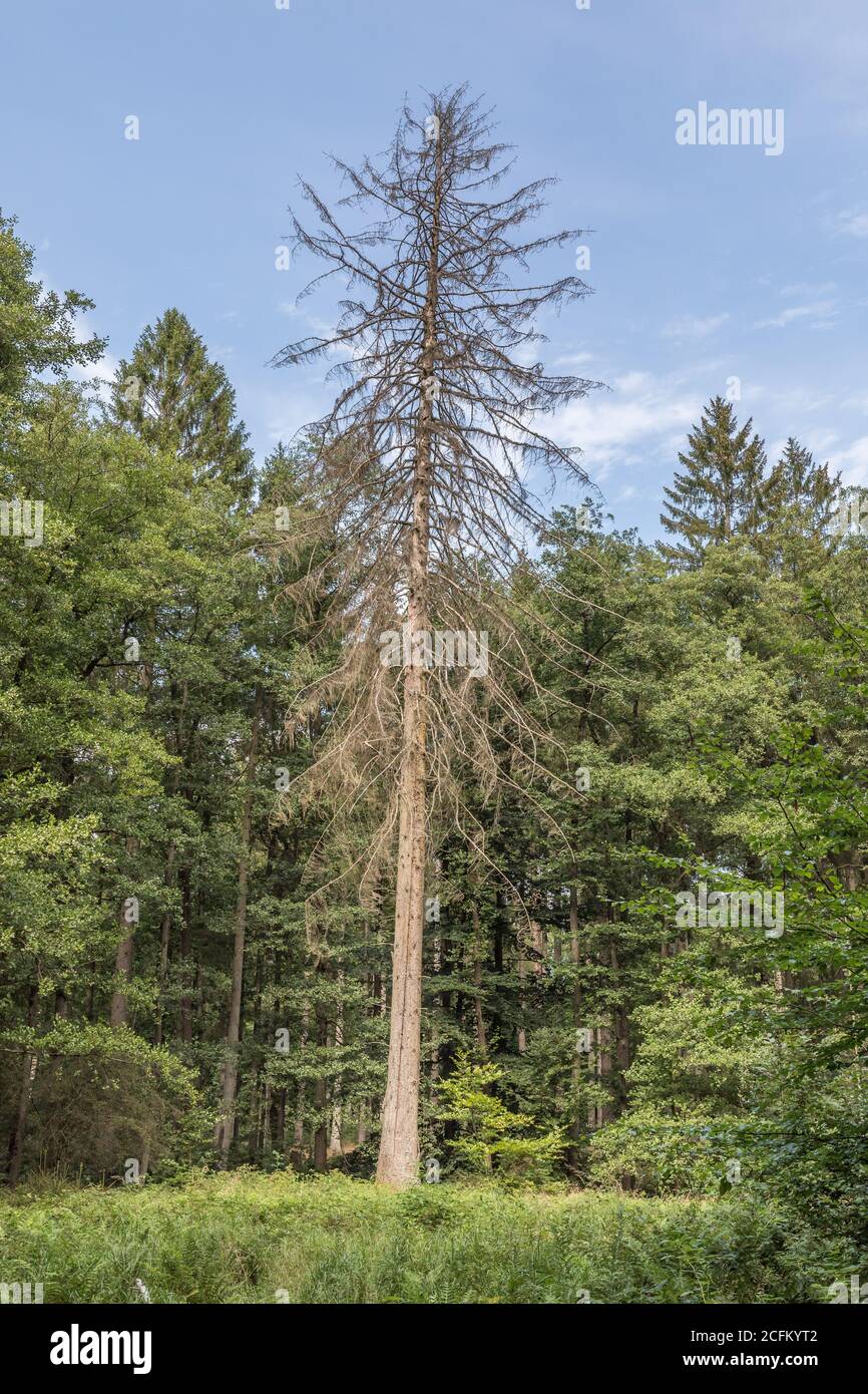 albero di conifere morto in foresta mista Foto Stock