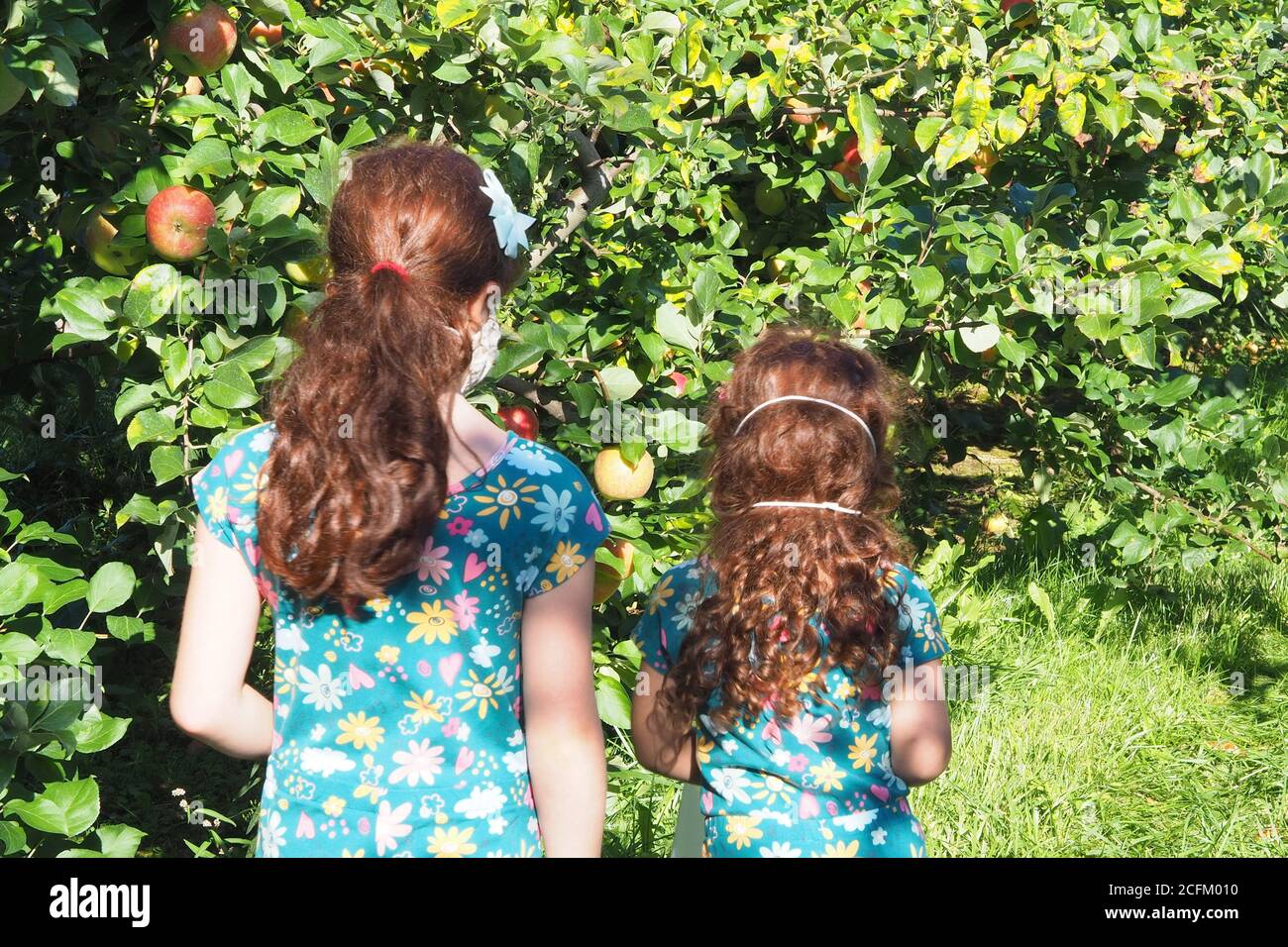 Le 2 sorelle al frutteto di mele raccolta. Foto Stock