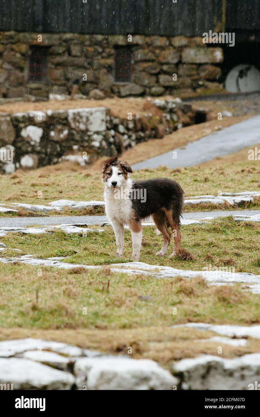 Adorabile cane soffice in piedi su erba secca in campagna in Autunno sulle Isole Faroe e guardando la macchina fotografica Foto Stock