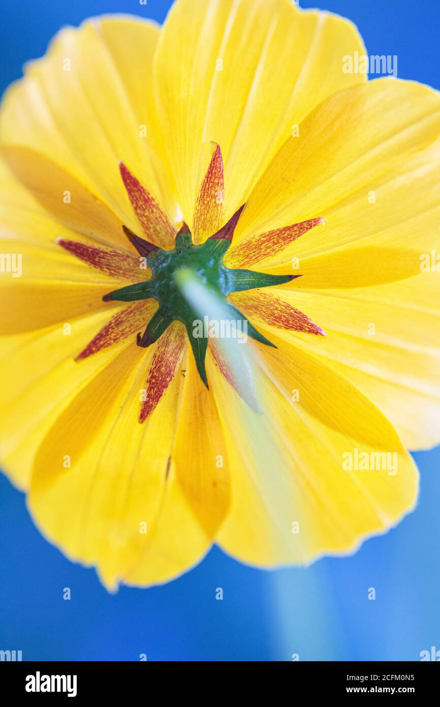 La parte inferiore di un fiore selvatico giallo crea un motivo di linee e simmetria radiale Foto Stock