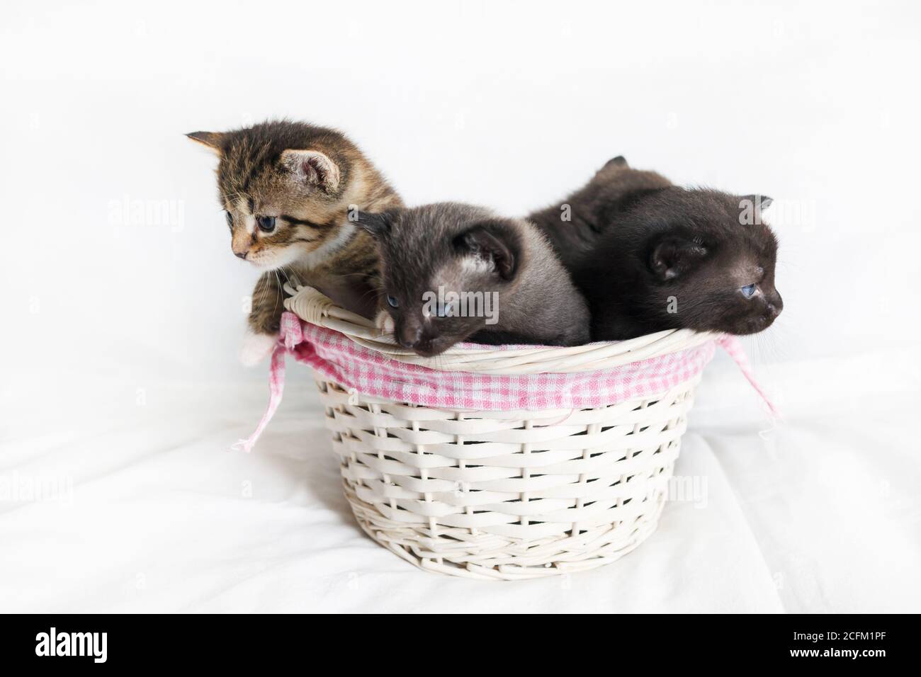 I gattini sono seduti in un cesto di vimini su sfondo bianco foglio. Foto Stock