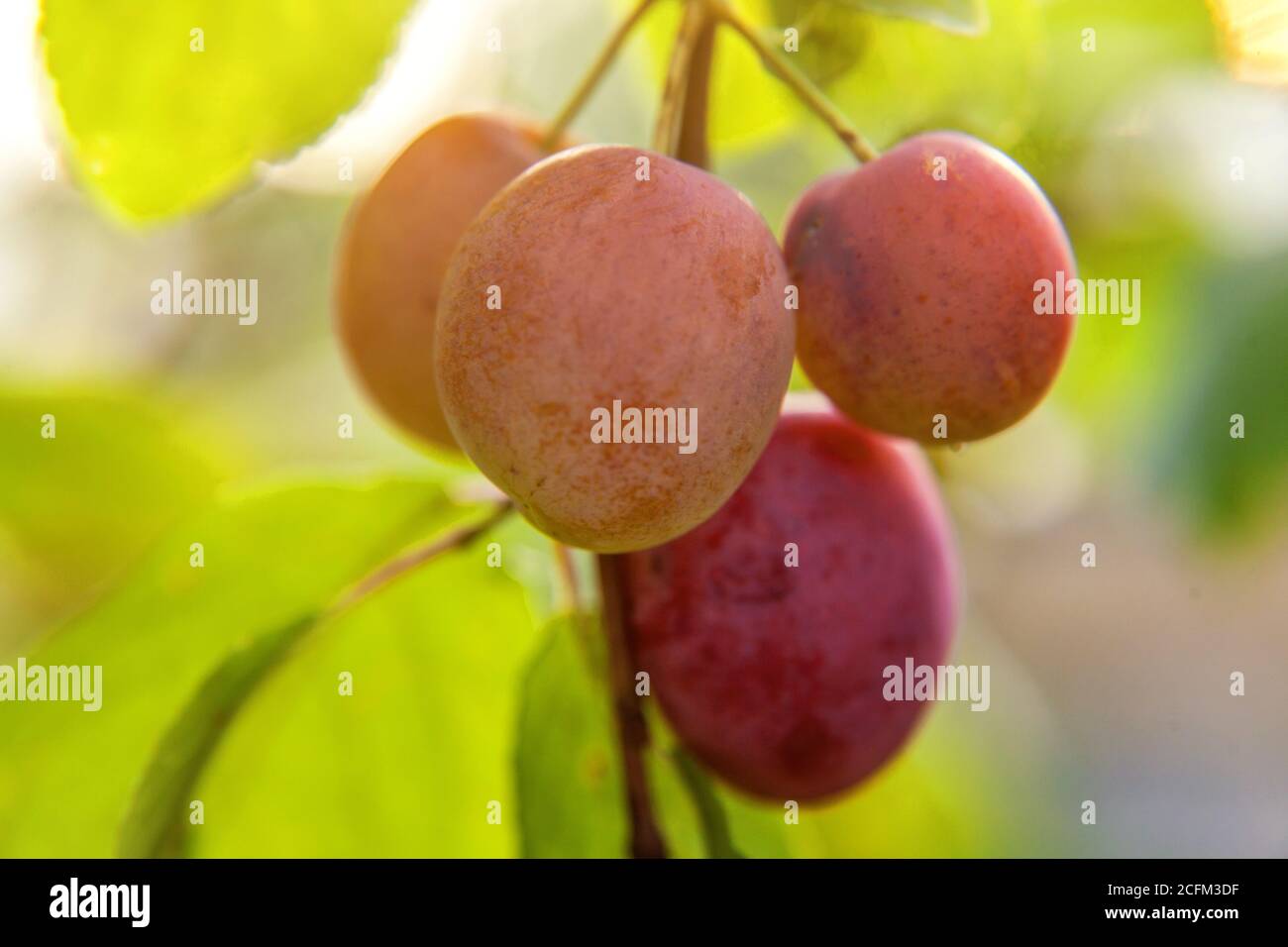 Perfetto Rosso di prugna crescente su albero in organico Prugna frutteto. Autumn Fall vista sul paese in stile giardino. Cibo sano vegetariano vegano la dieta del bambino concetto. Giardino locale di produrre alimenti puliti Foto Stock