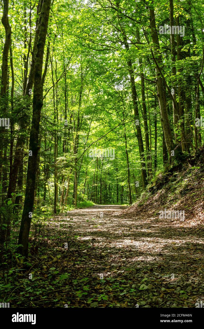 Percorso forestale attraverso una foresta decidua in estate, inondato di luce solare. Foresta con alberi prevalentemente decidui a Salisburgo, uno stato dell'Austria in Europa Foto Stock