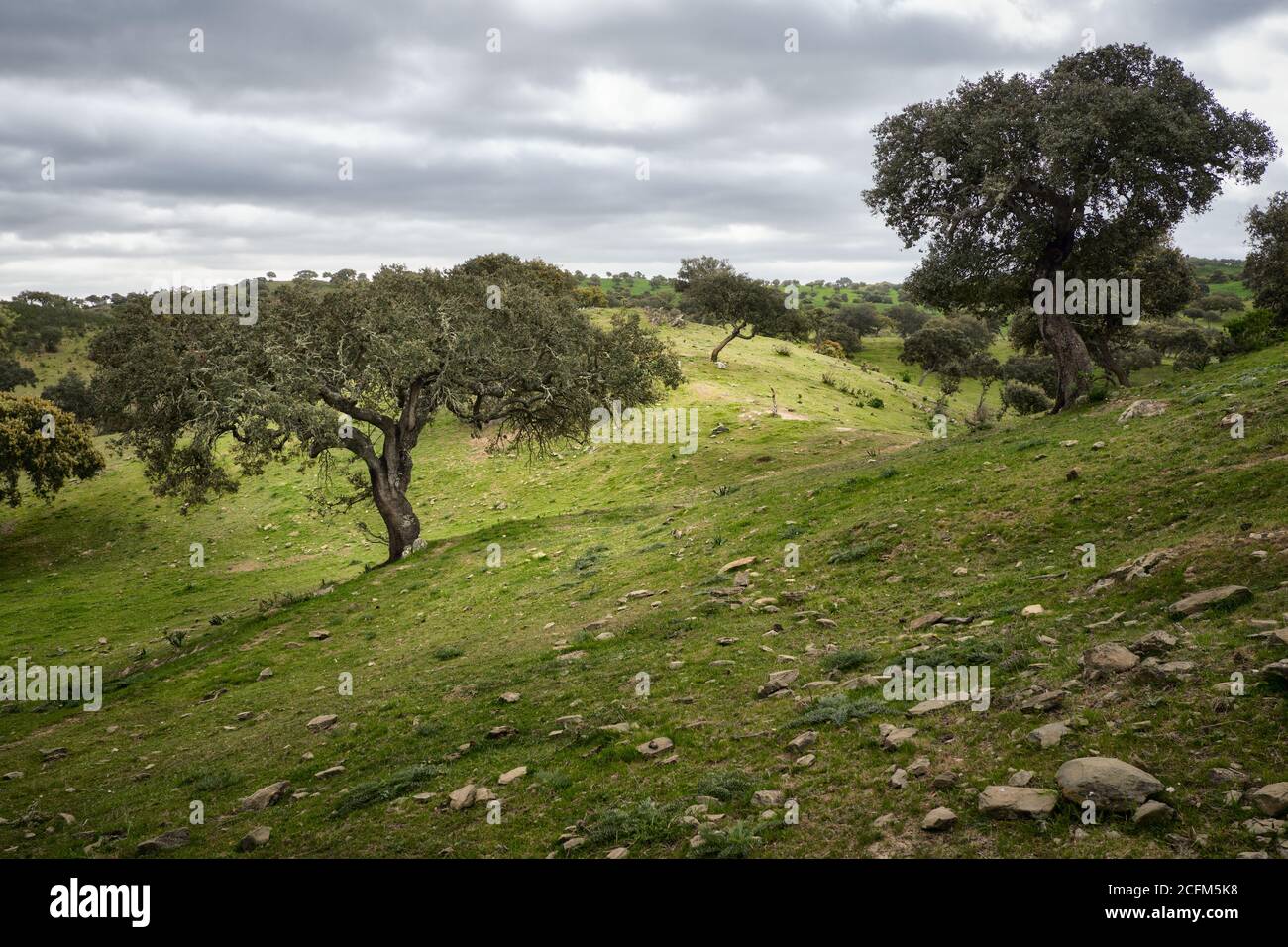 La foresta di Cork ad Alentejo, durante una giornata di tempesta Foto Stock