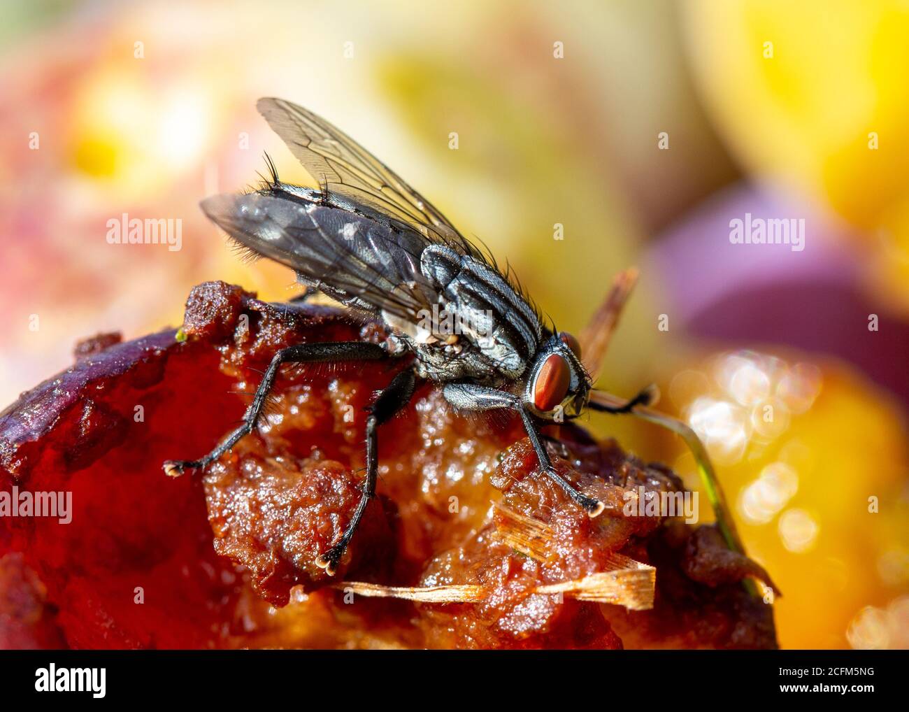 Grappolo mosca (Pollenia) che si nutre di cibo marcio. Foto Stock