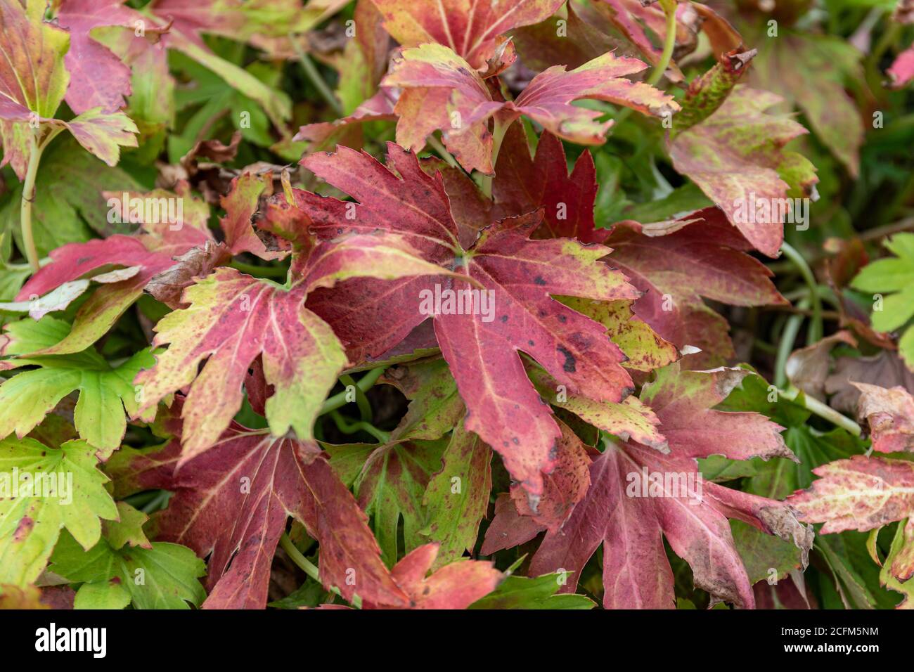 Colori autunnali in foglie di palmato di Mukdenia rossii Foto Stock