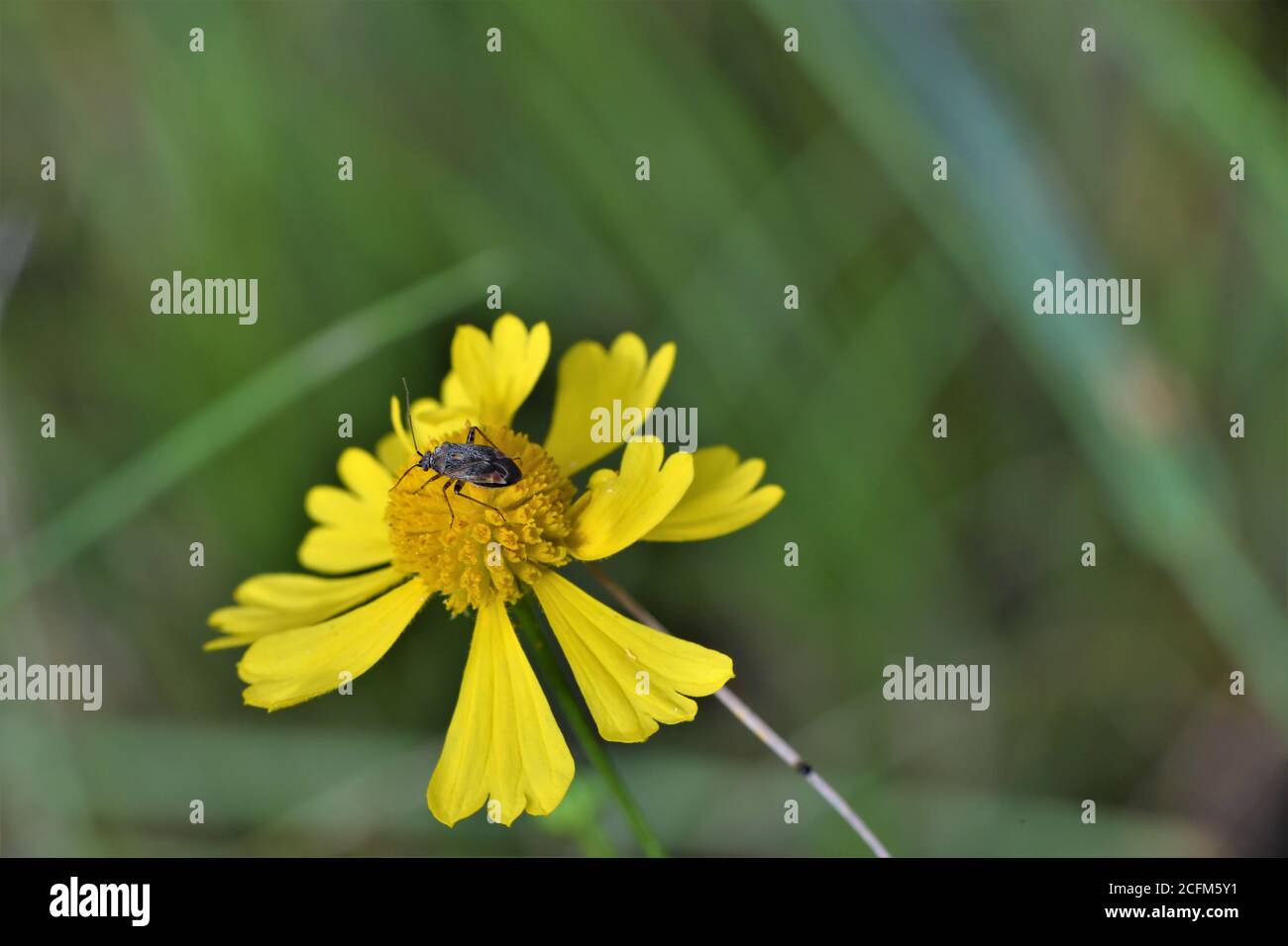 Uno stinkbug su un fiore di semi di calcio calliopsis. Foto Stock