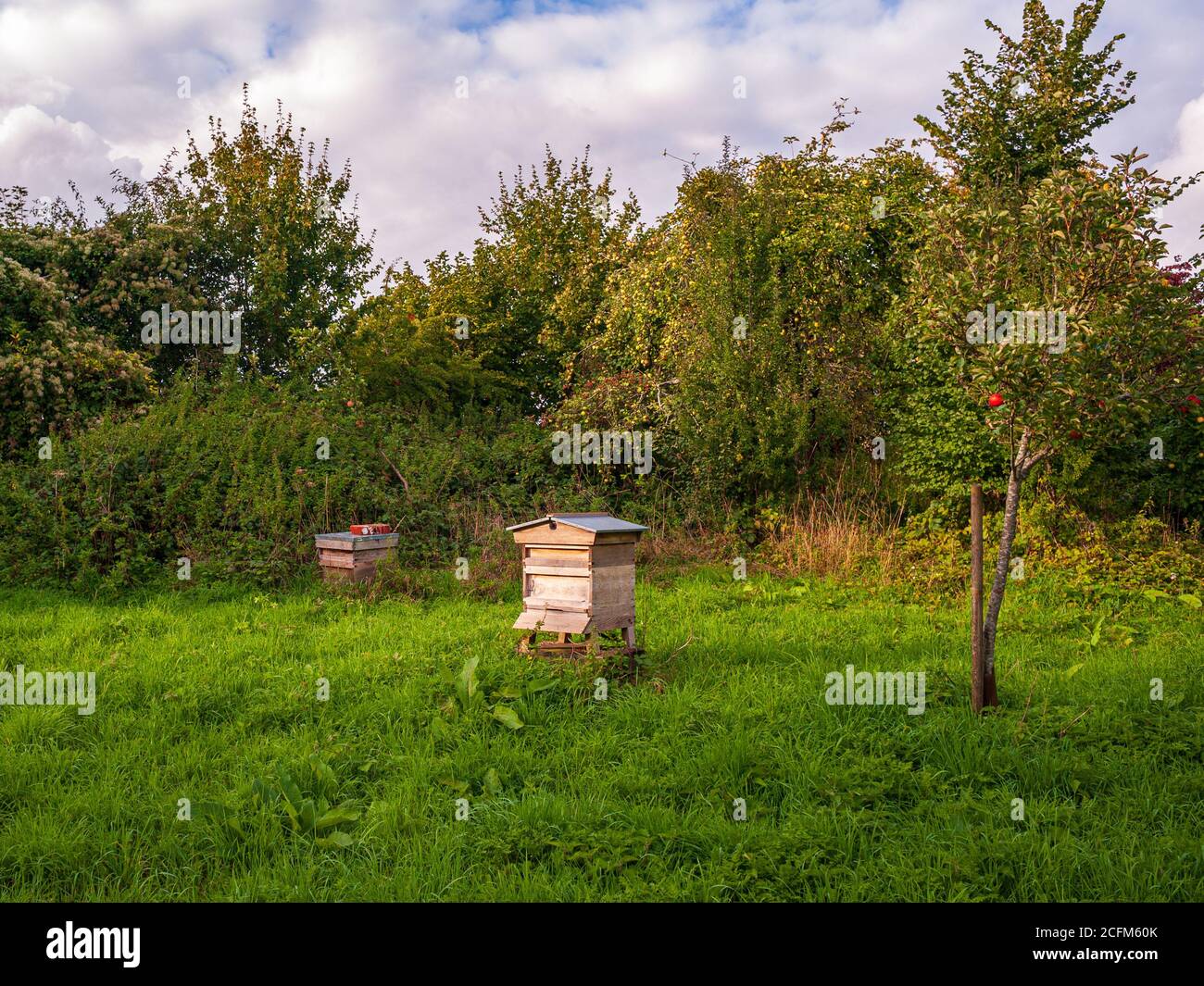 Ape alveari in un frutteto di mele Foto Stock