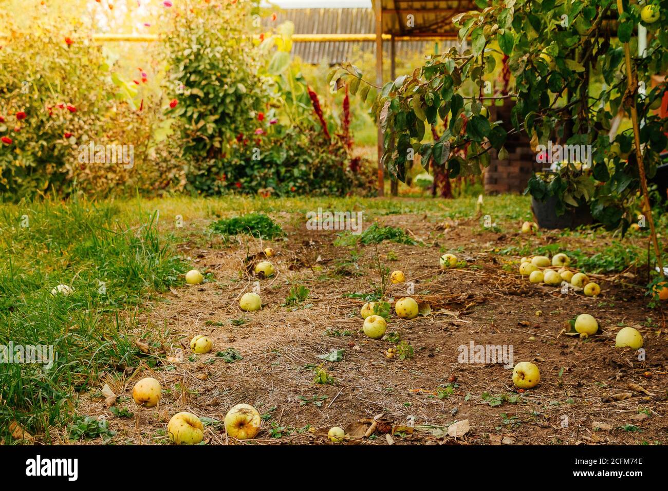 Le mele gialle caduti giacciono a terra, un nuovo raccolto al sole. Messa a fuoco selettiva Foto Stock