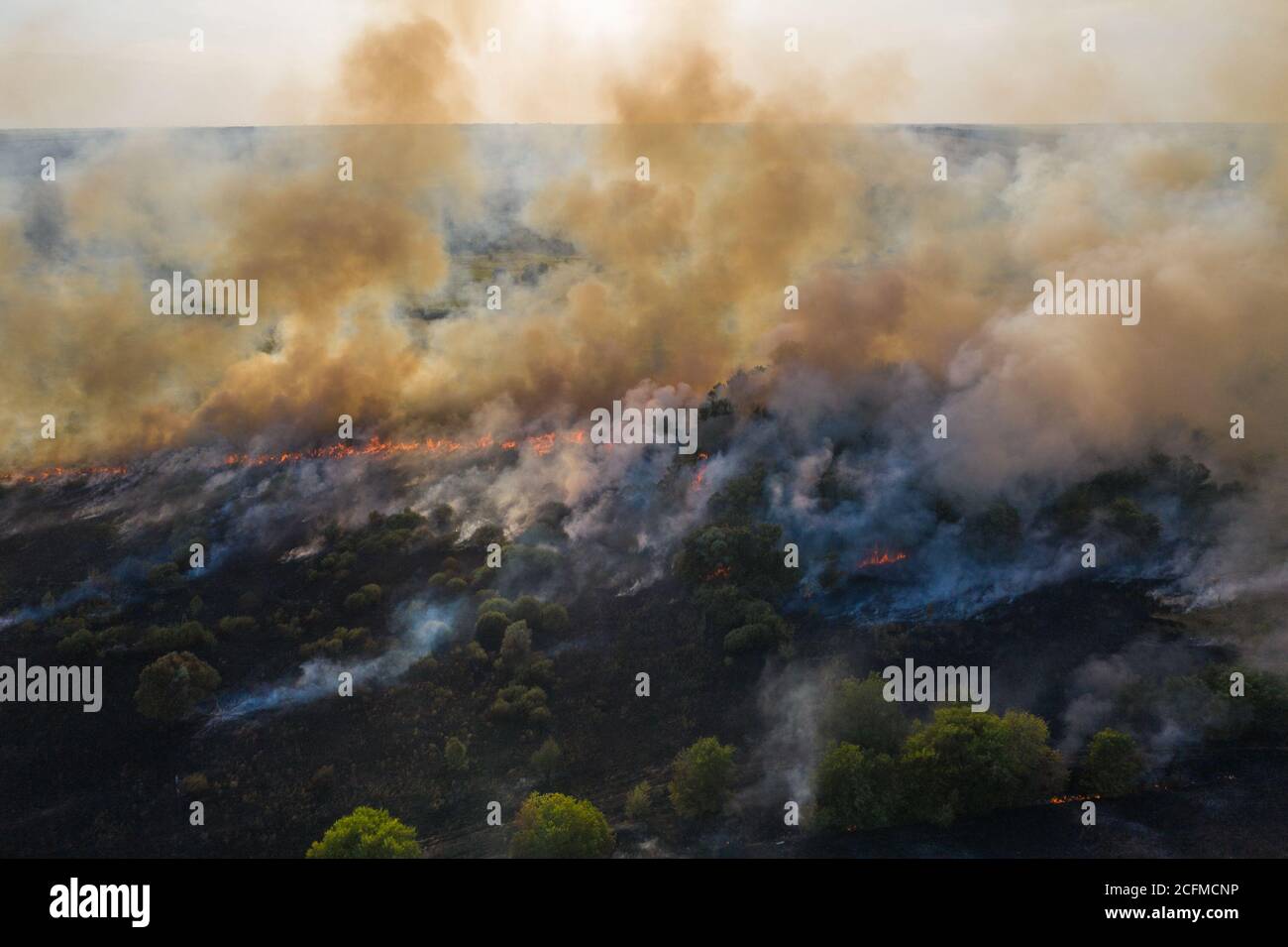 Fuoco di foresta, alberi che bruciano in stagione asciutta. Natura in fumo, fuoco selvaggio vista aerea dal drone. Foto Stock