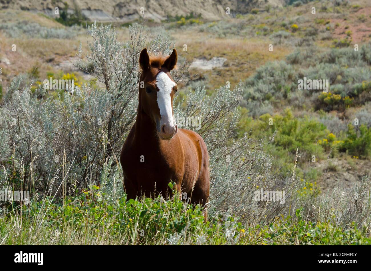 Roosevelt National Park, North Dakota, Stati Uniti (North Unit) Foto Stock