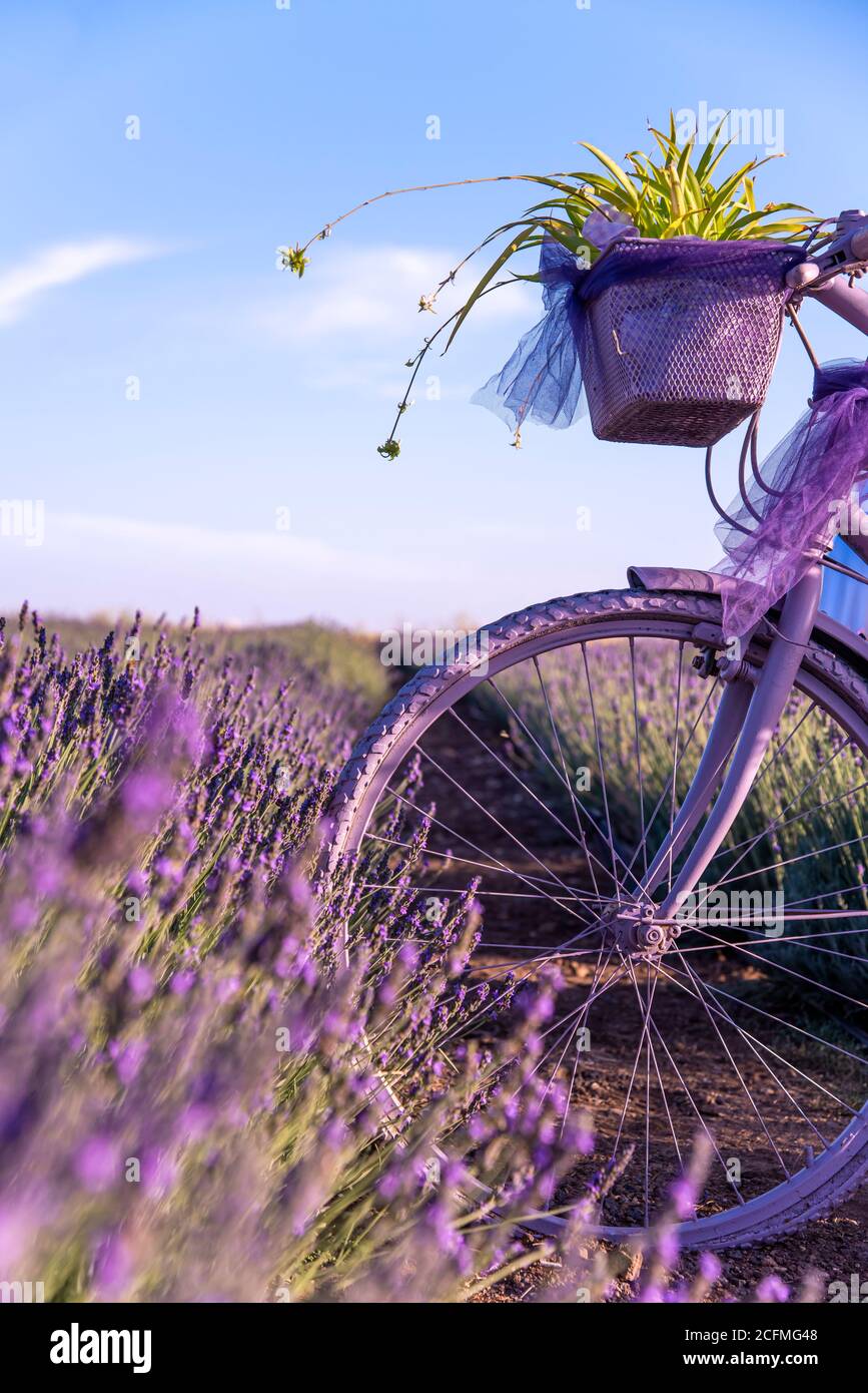 campo di lavanda della provenza con bici viola Foto stock - Alamy