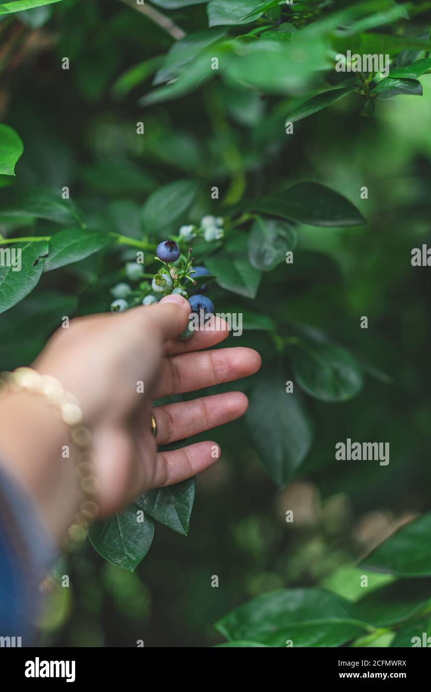 Mirtilli frutta raccolta immagine mano che tiene frutta estate dolce naturale cibo Foto Stock