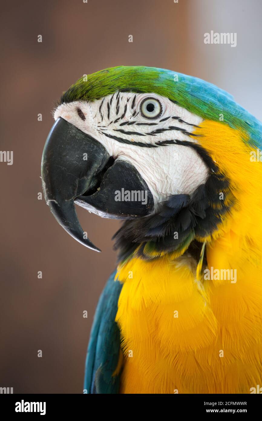 Macaw blu-e-giallo - prigioniero - (Ara ararauna). Settembre 2020. Port Douglas. Queensland. Australia. Foto Stock