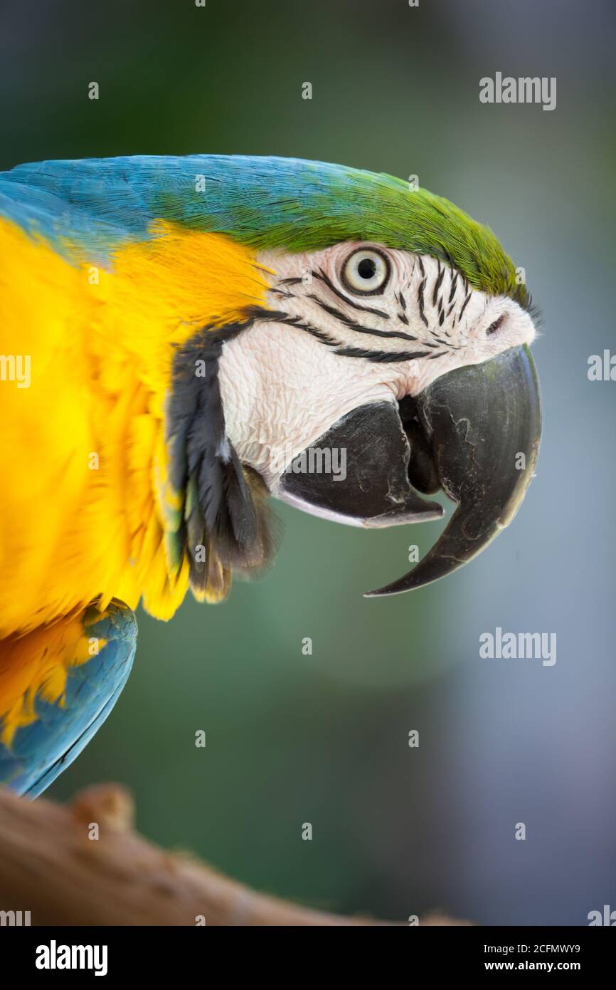Macaw blu-e-giallo - prigioniero - (Ara ararauna). Settembre 2020. Port Douglas. Queensland. Australia. Foto Stock
